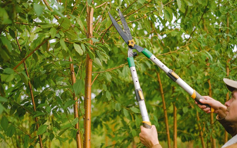 Tree trimming in Gildford, MT